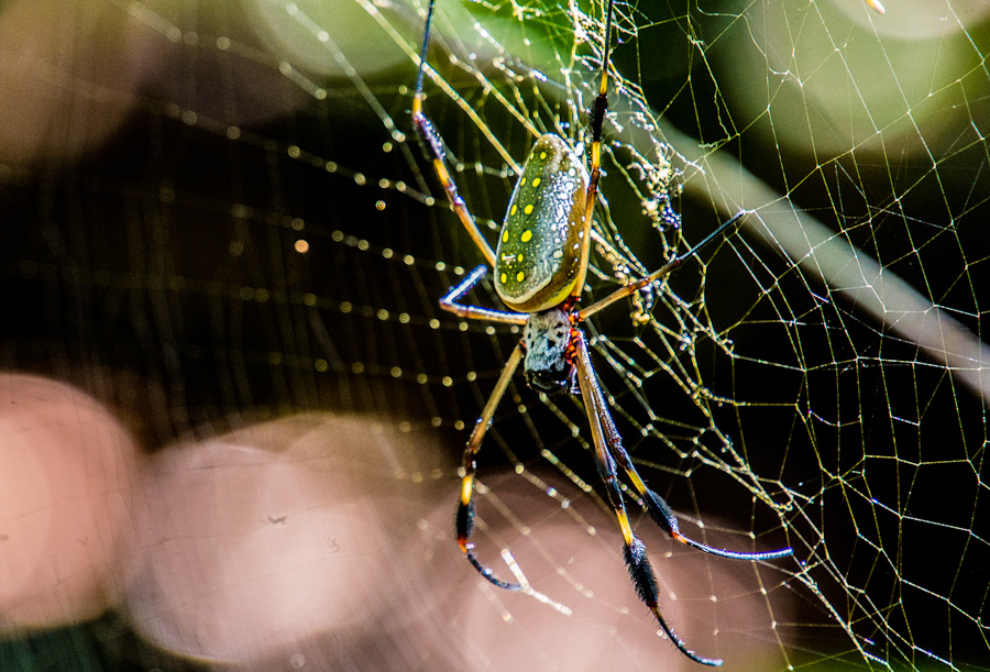 Costa Rica -Common female spider – It’s a creekmore world