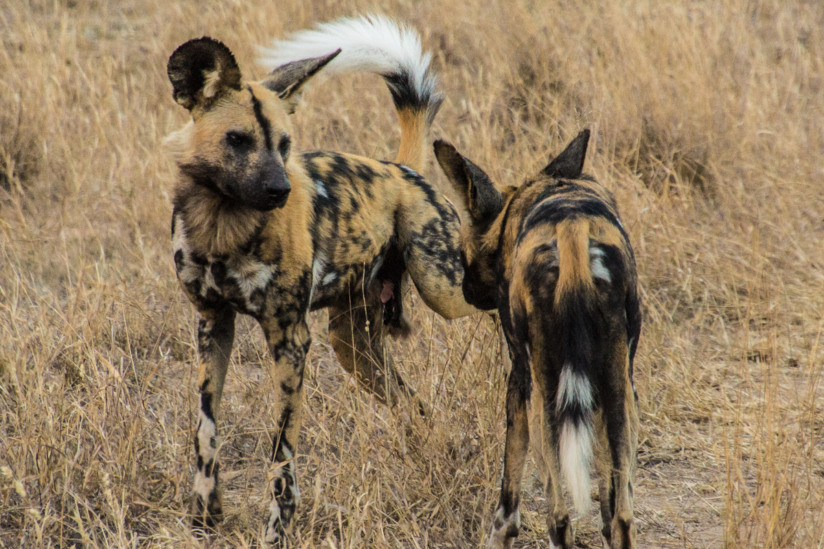 Africa Day 3 – South Africa – A rare sighting of wild dogs, breakdown in darkness, and birds.